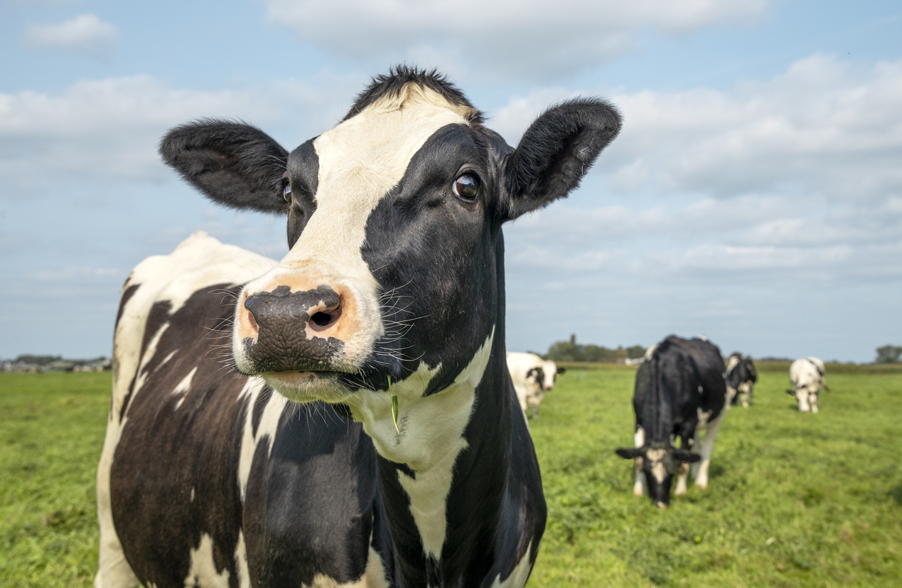 Mature cow, black and white curious gentle surprised look, Clara Bastian via iStock