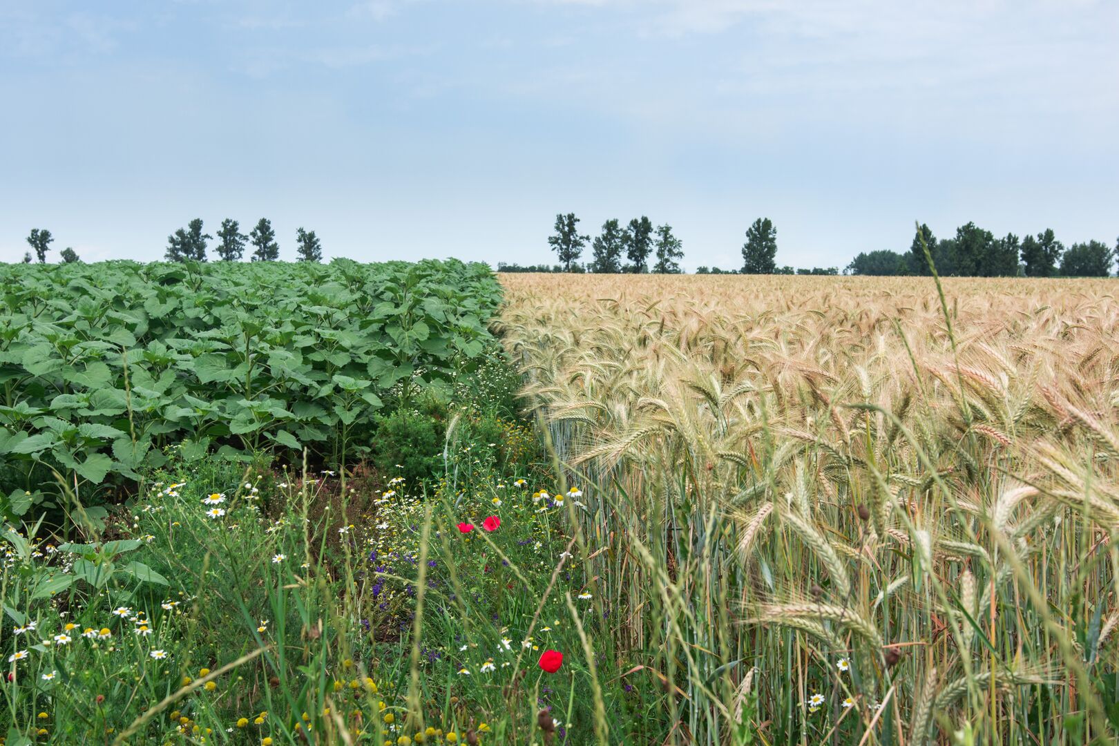 biodiversiteit in gewassen - shutterstock - IoanaB