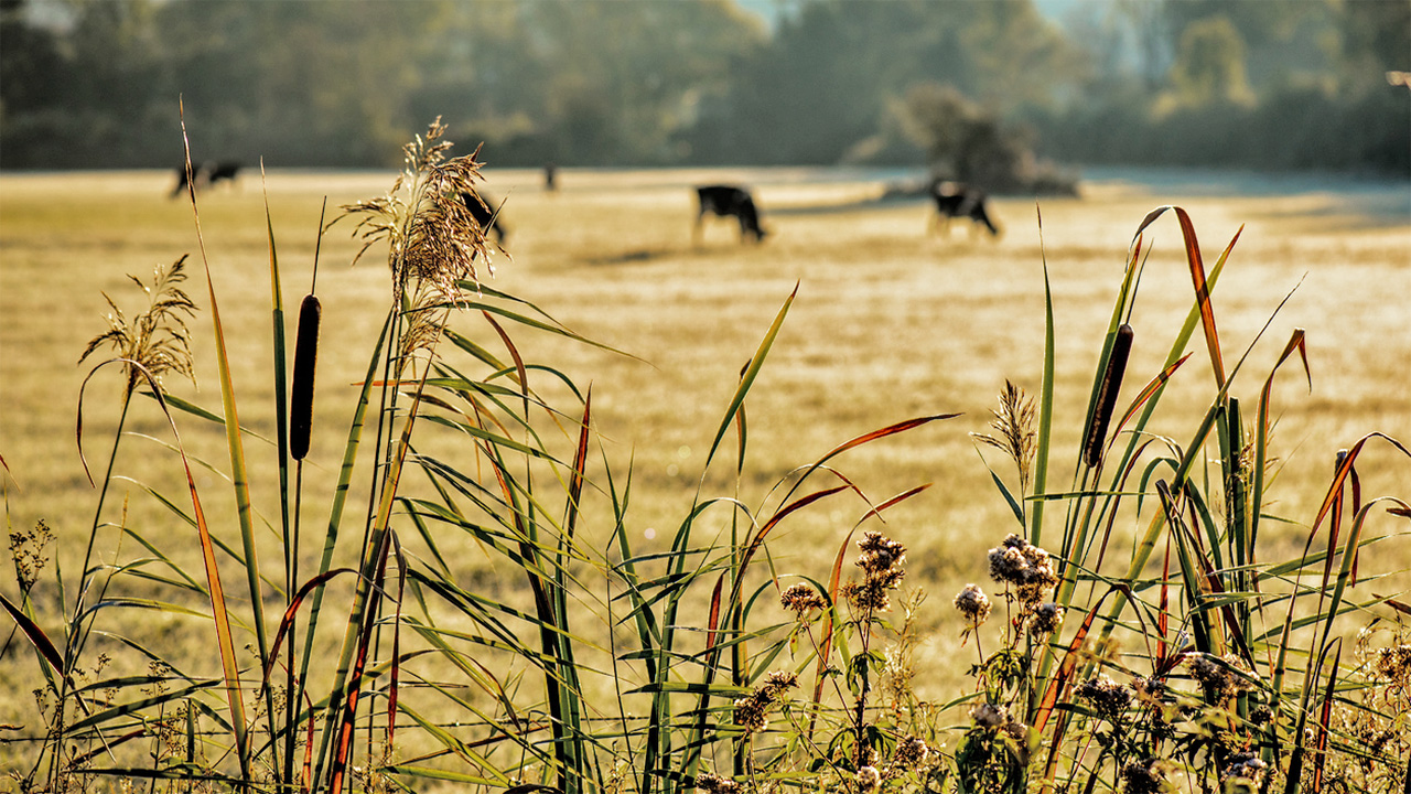Zonsondergang met riet en koeien - VincentBidault via iStock
