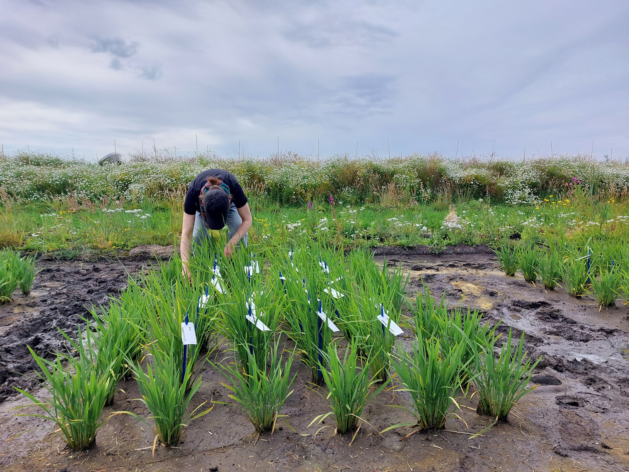 Nederlandse rijstplanten - Julian Helfenstein project polderrijst WUR
