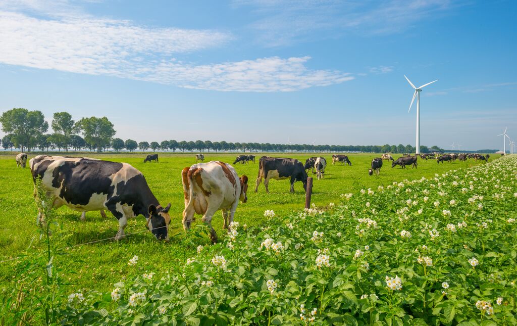 Cows grazing in a green meadow in summer - Marijs via Shutterstock