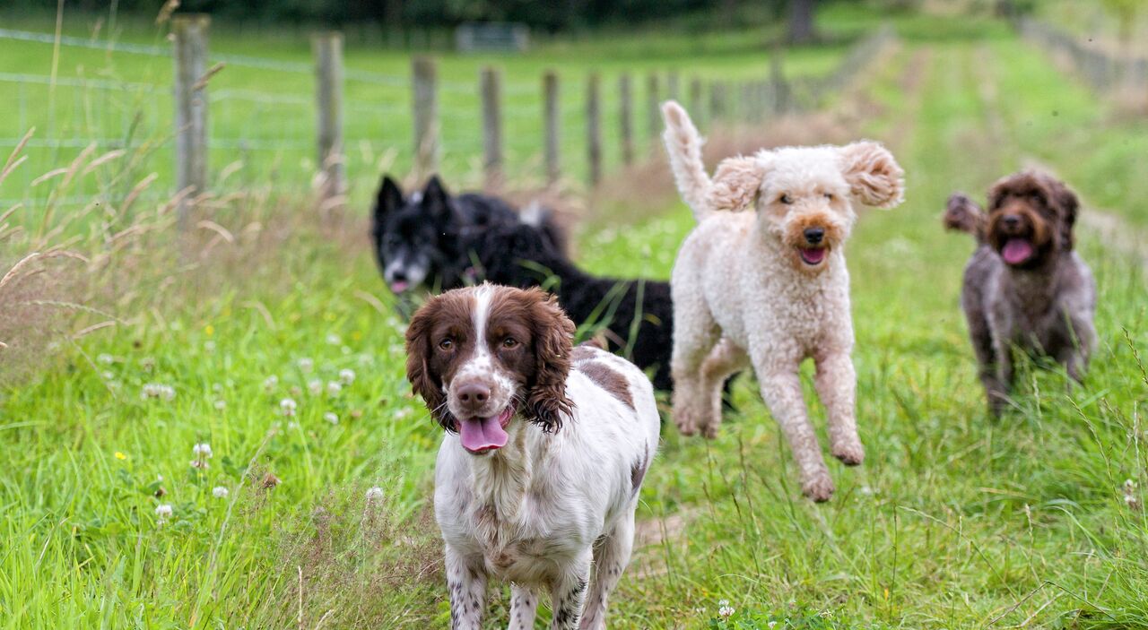Rennende honden - Richard Chaff via Shutterstock