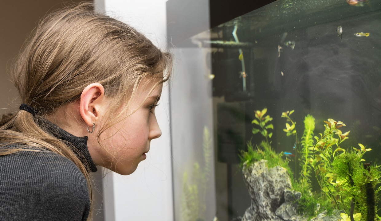 Meisje kijkt naar aquarium  - M-Production via iStock