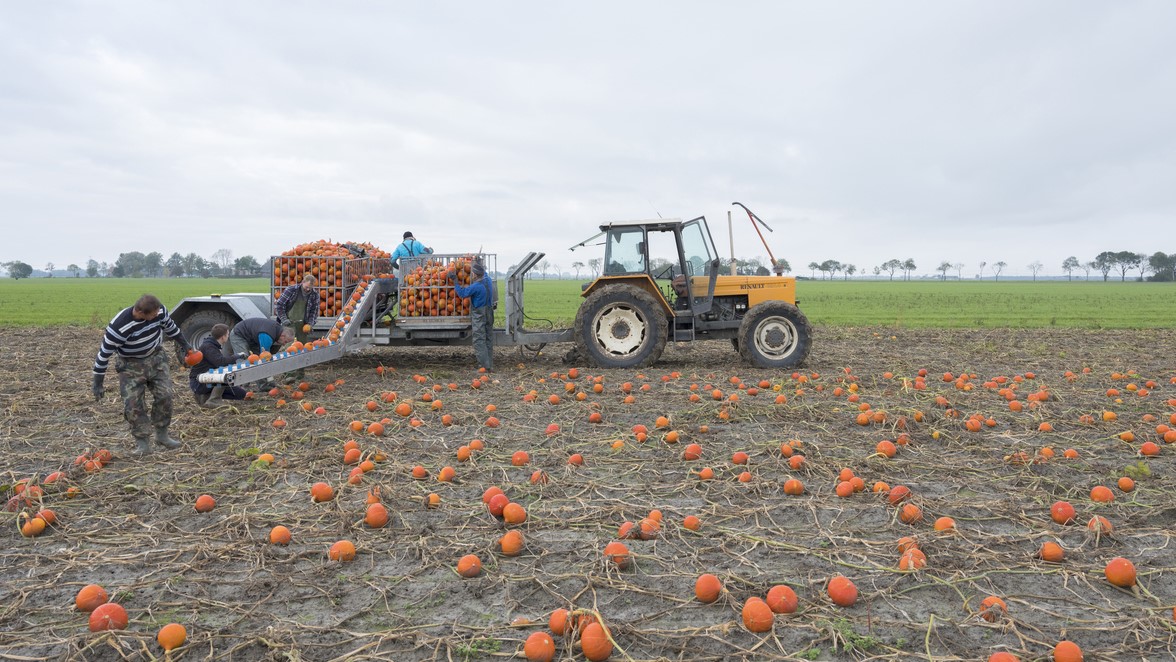 Groep mannen oogst oranje pompoenen op veld in de provincie groningen in Nederland, ahavelaar via iStock