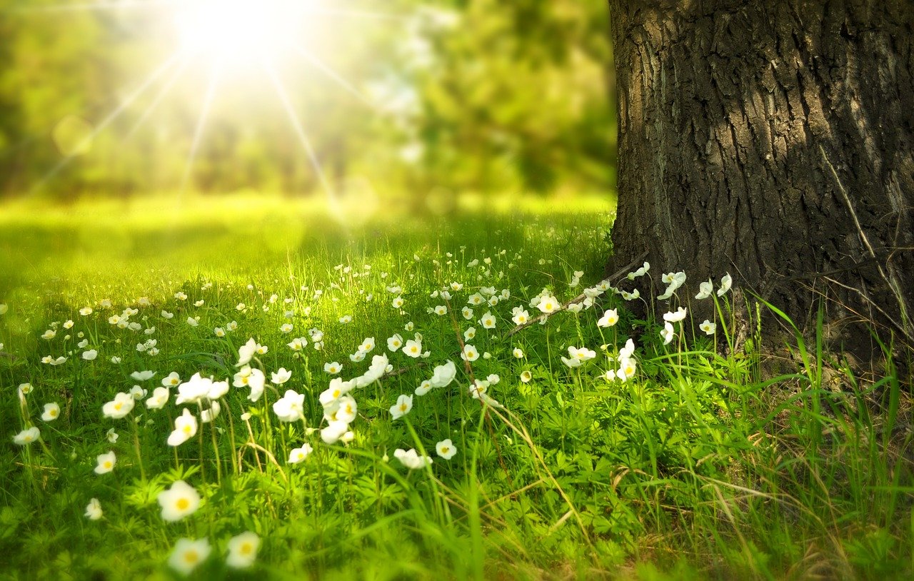Boom met bloemetjes - Larisa-K via Pixabay