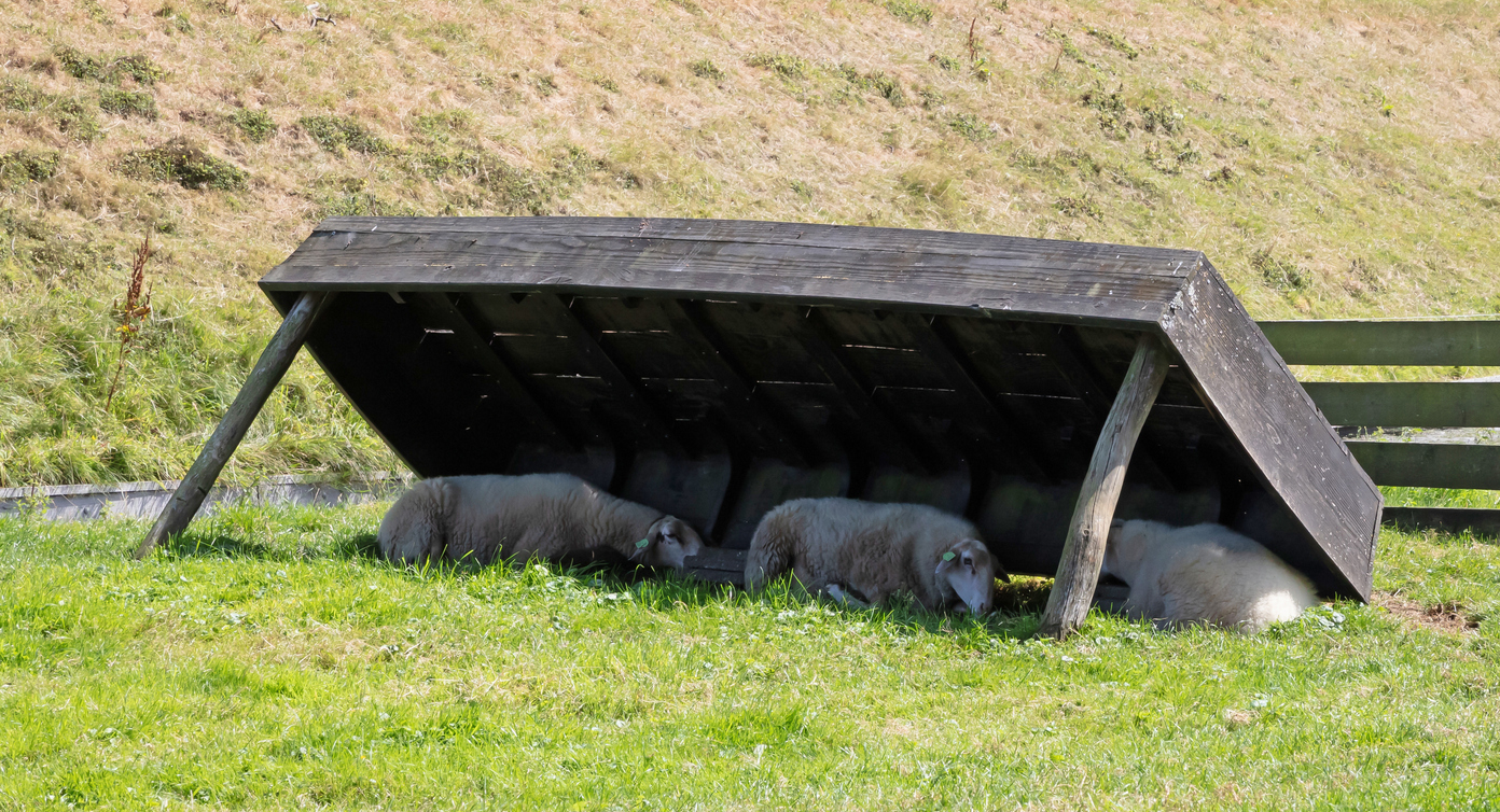 Sheep cooling down in the shadow, MyImages_Micha via iStock