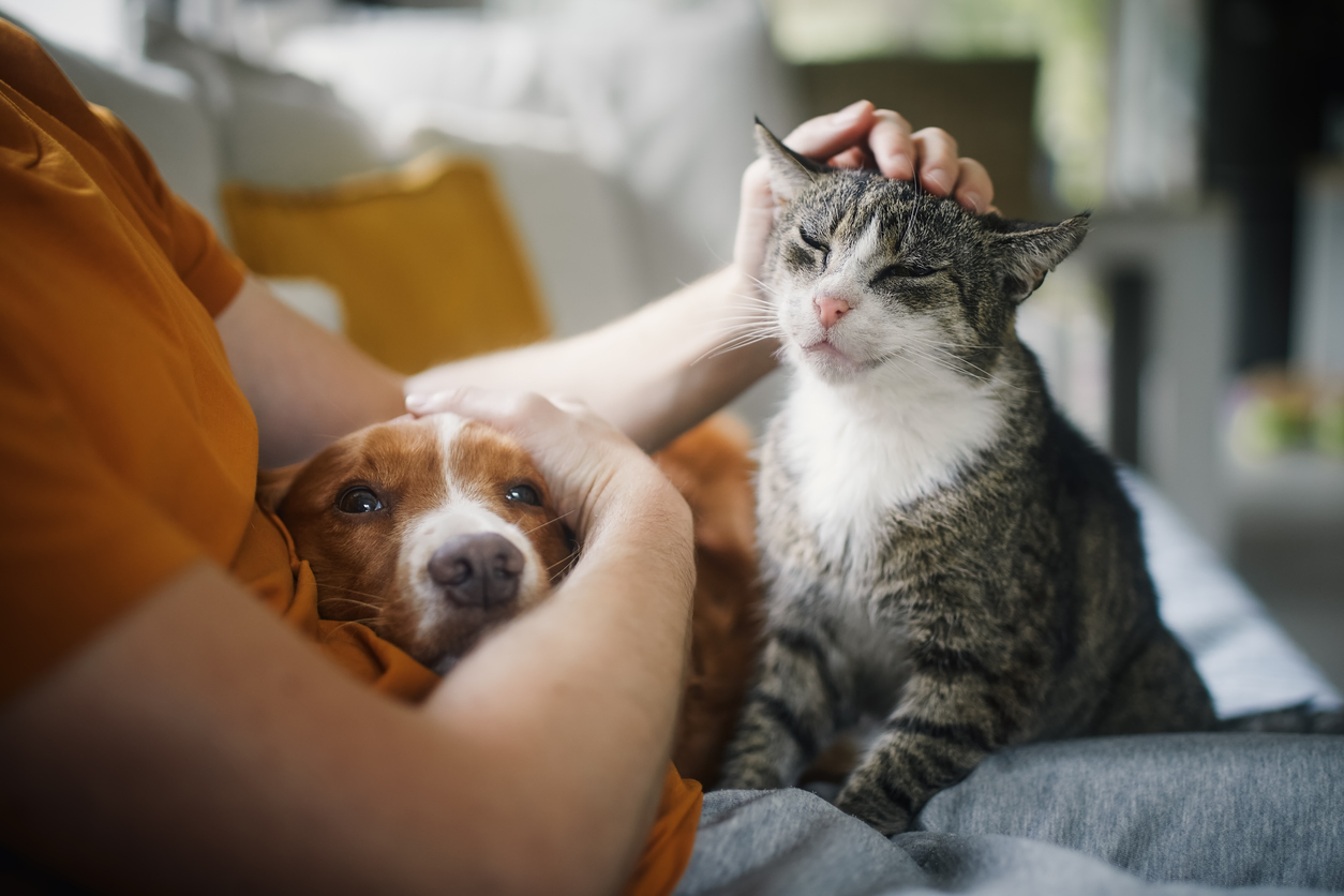 Pet owner stroking his old cat and dog together, Chalabala via iStock