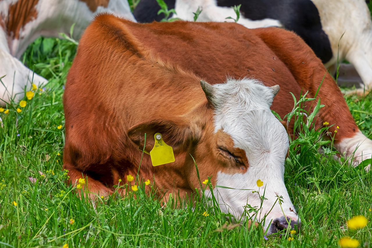 Koe in veld met bloempjes - Couleur via Pixabay