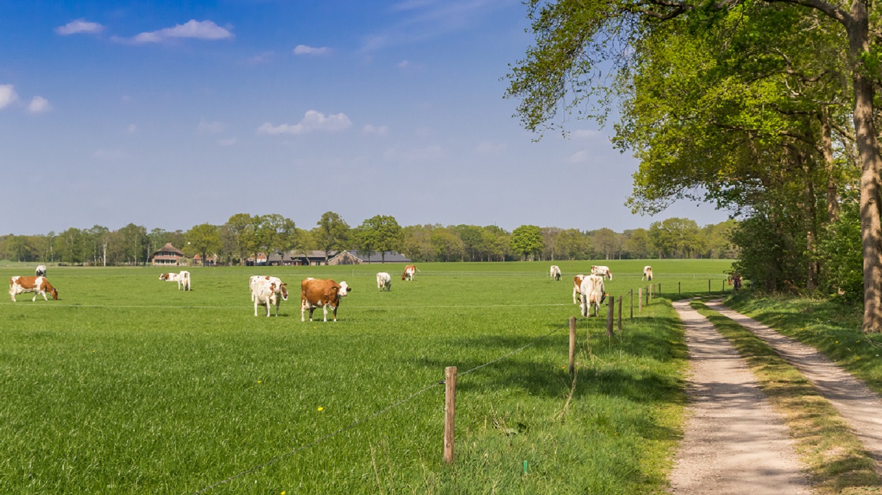 een kudde bruine en witte koeien bij een onverharde weg in Overijssel - venemama via Istock