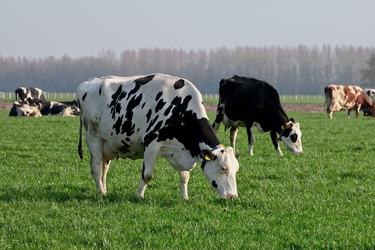 Grazende koeien - AlkeMade via Pixabay