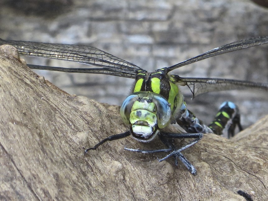 My Topic Insecten Insecten in de klas - Groen Kennisnet