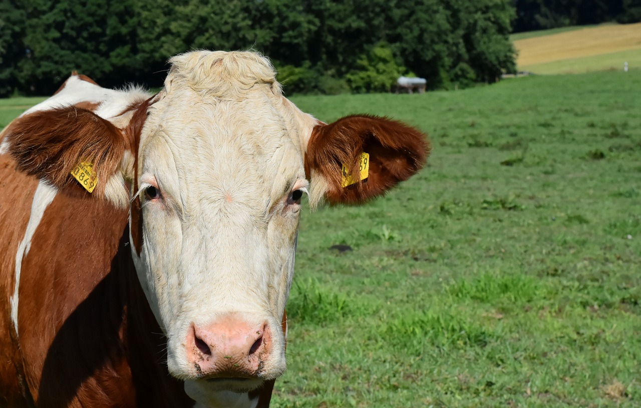 Koe in veld met boompjes - Alexas_Fotos via Pixabay