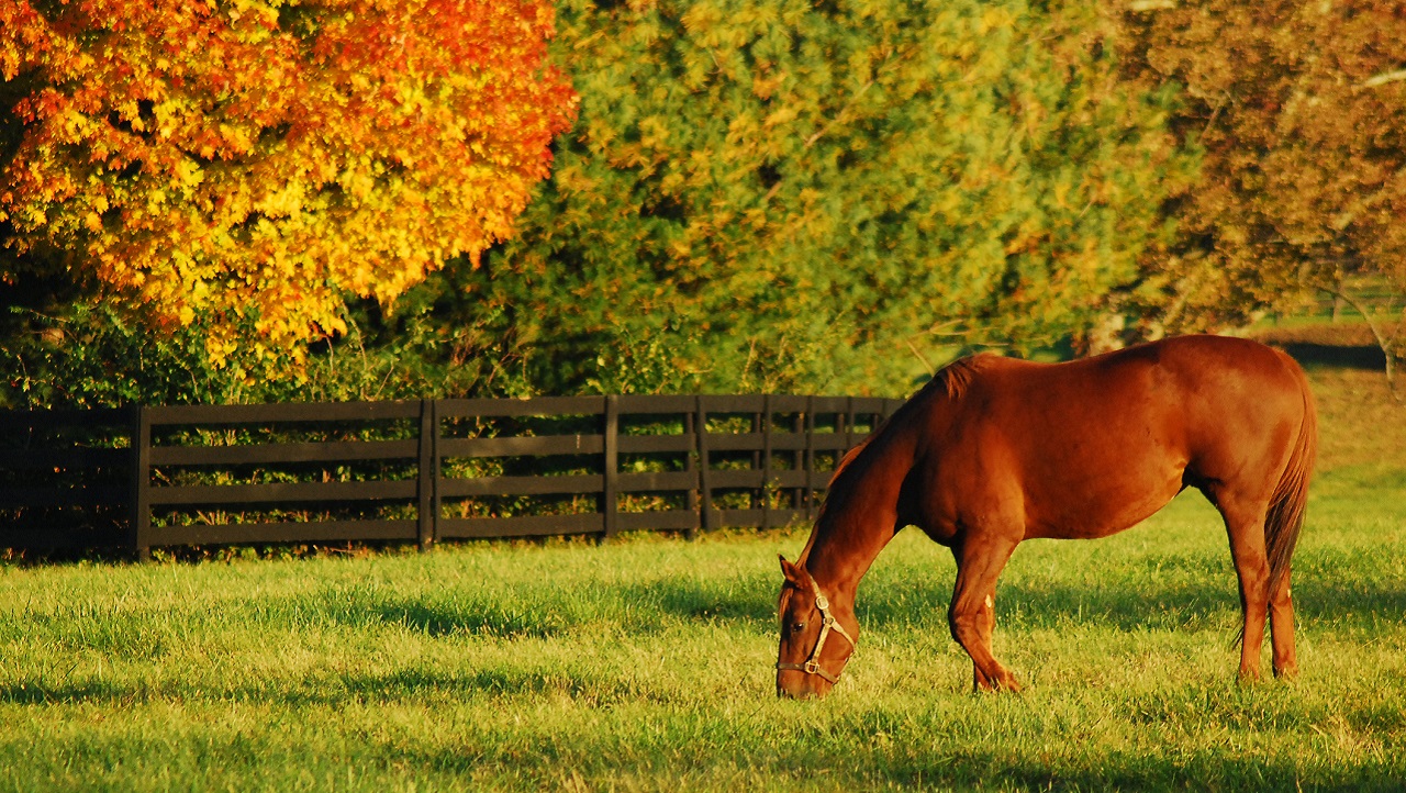 paarden in herfstige - Kirkikis via Istock