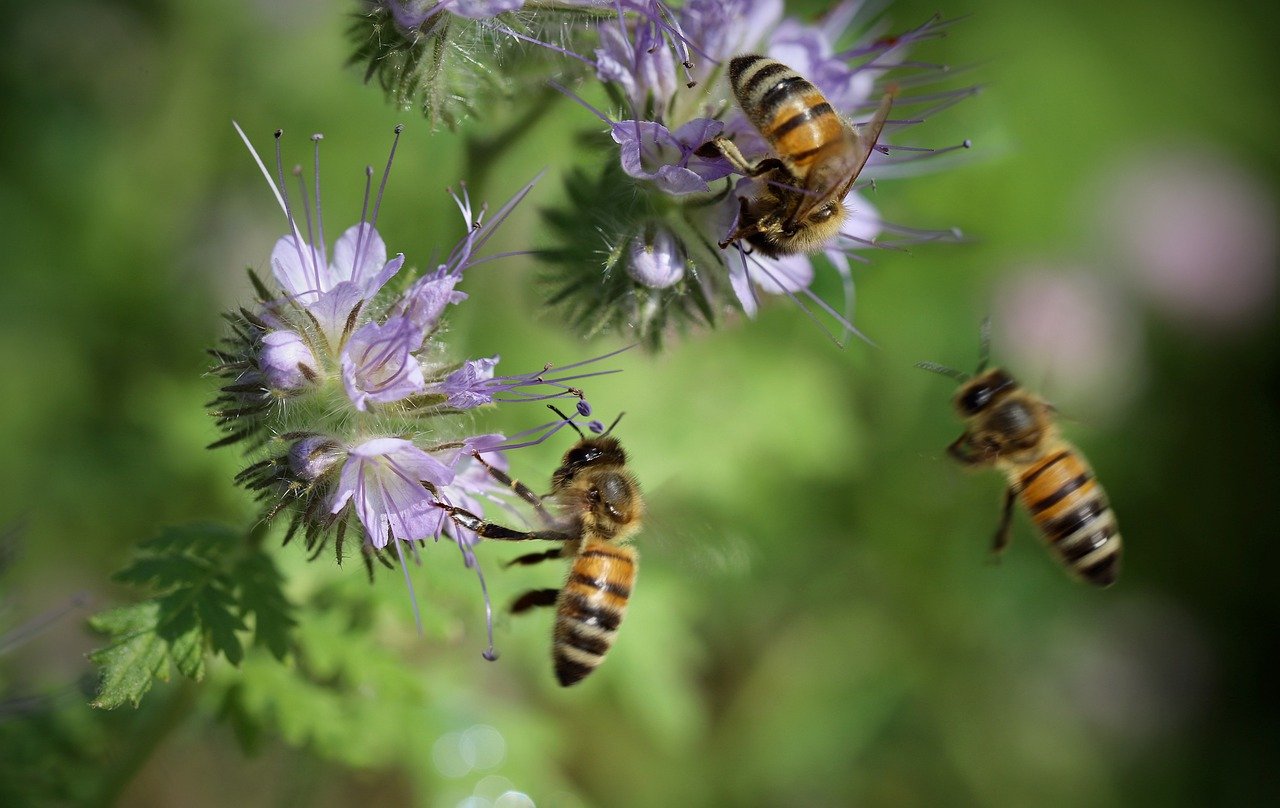 Honingbijen bestuiving - Annette Meyer via Pixabay