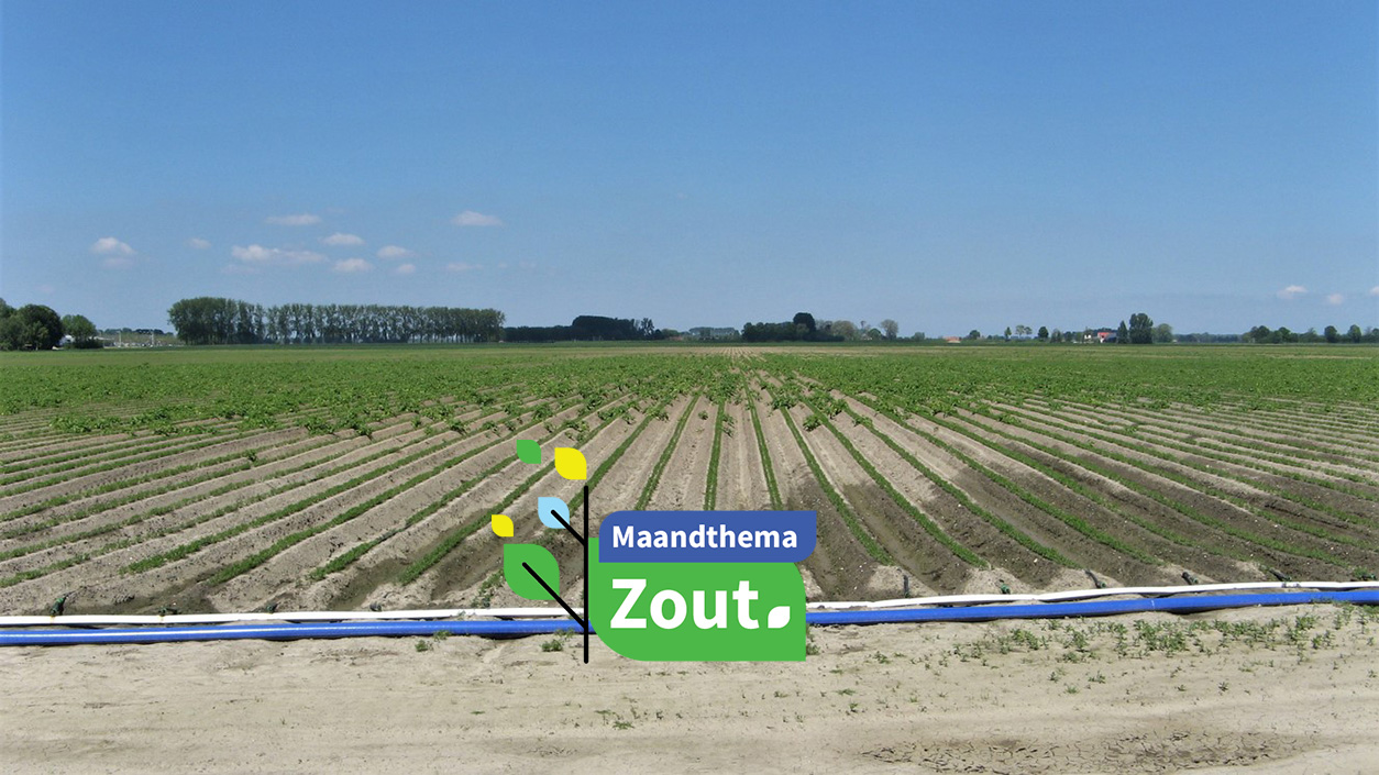 Druppelirrigatie op akker met jonge peenplanten - Angelique Nijssen via iStock