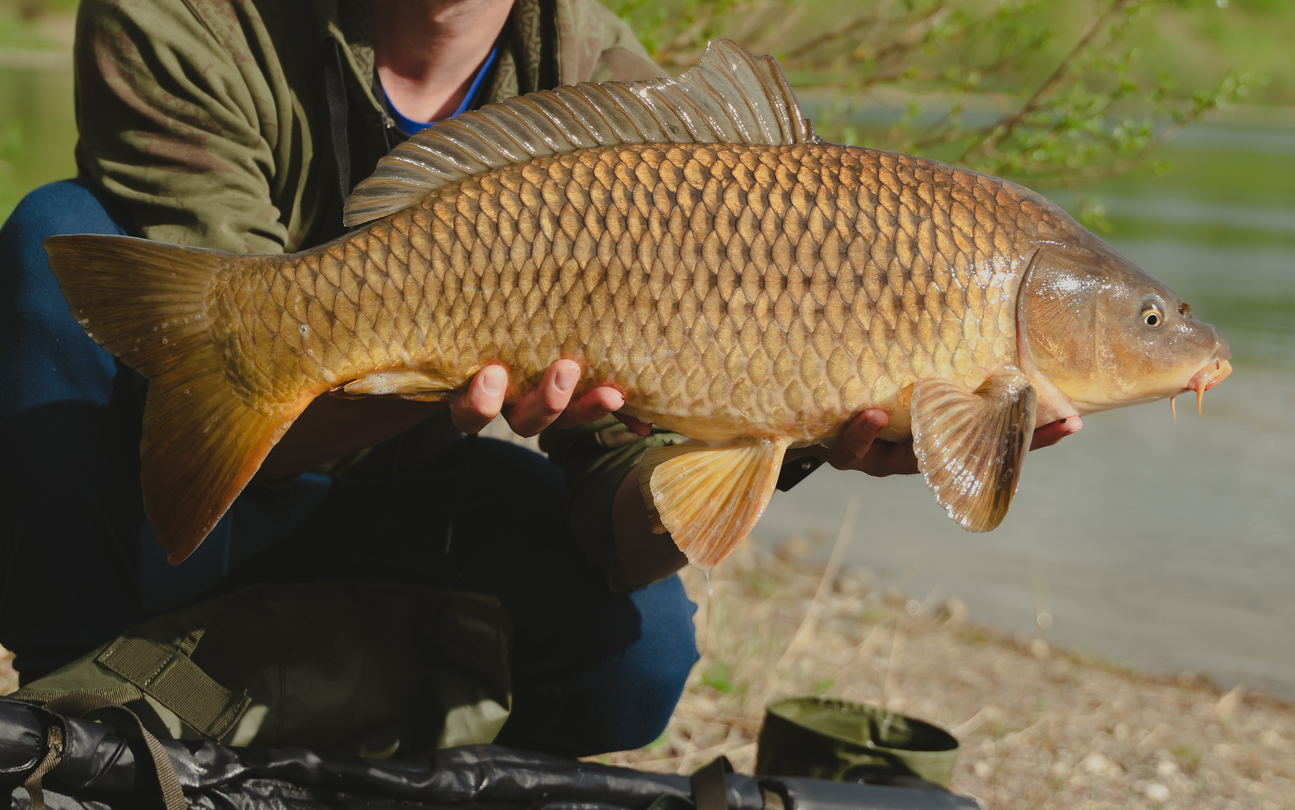 Angler holding a big Common Carp, HenrikNorway, iStock