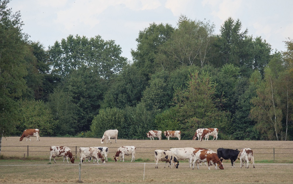 Landscape of a herd of cows grazing in a field covered in greenery in Achterhoek, the Netherlands, Wirestock