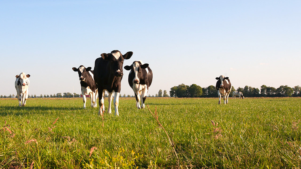 Dutch Cows - Erik de Graaf via Shutterstock