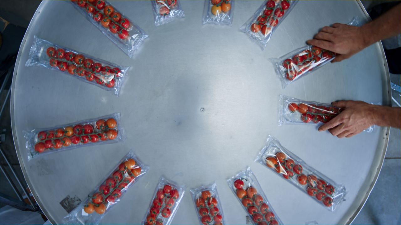 verpakte tomaten op band - stockbusters via Istock