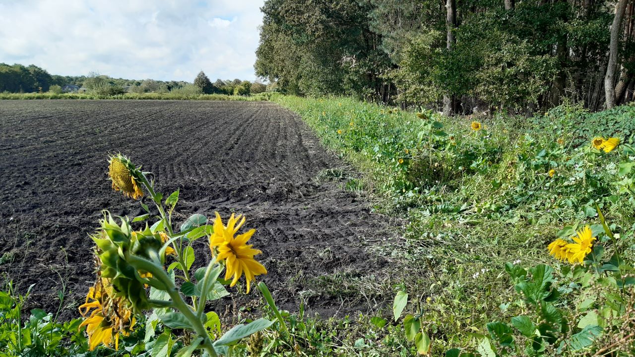 bloemrrijke akkerrand met zonnebloemen - ©Tessa Jacobs