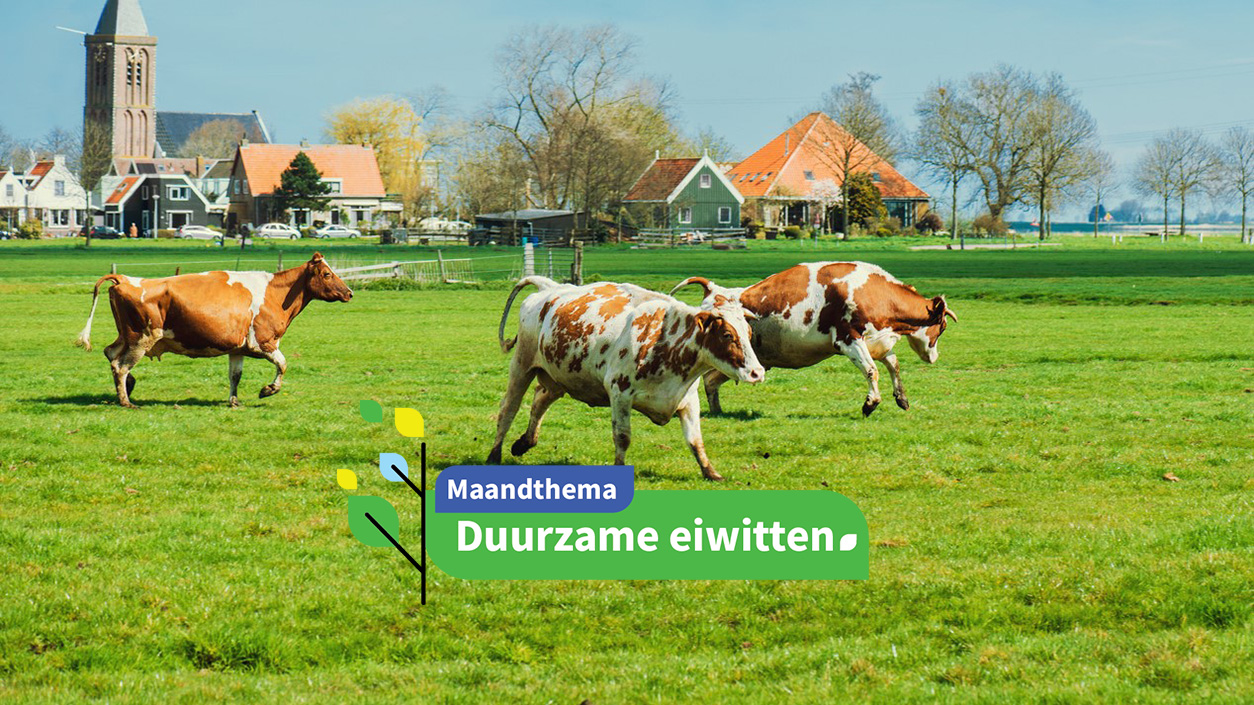 Happy cows jumping, anatols via iStock