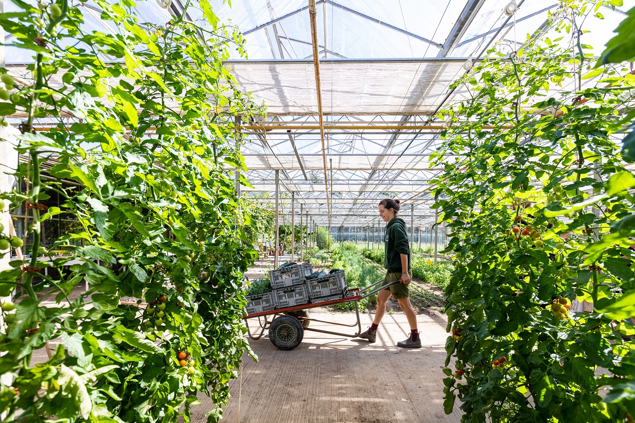 vrouw in kas met tomaten