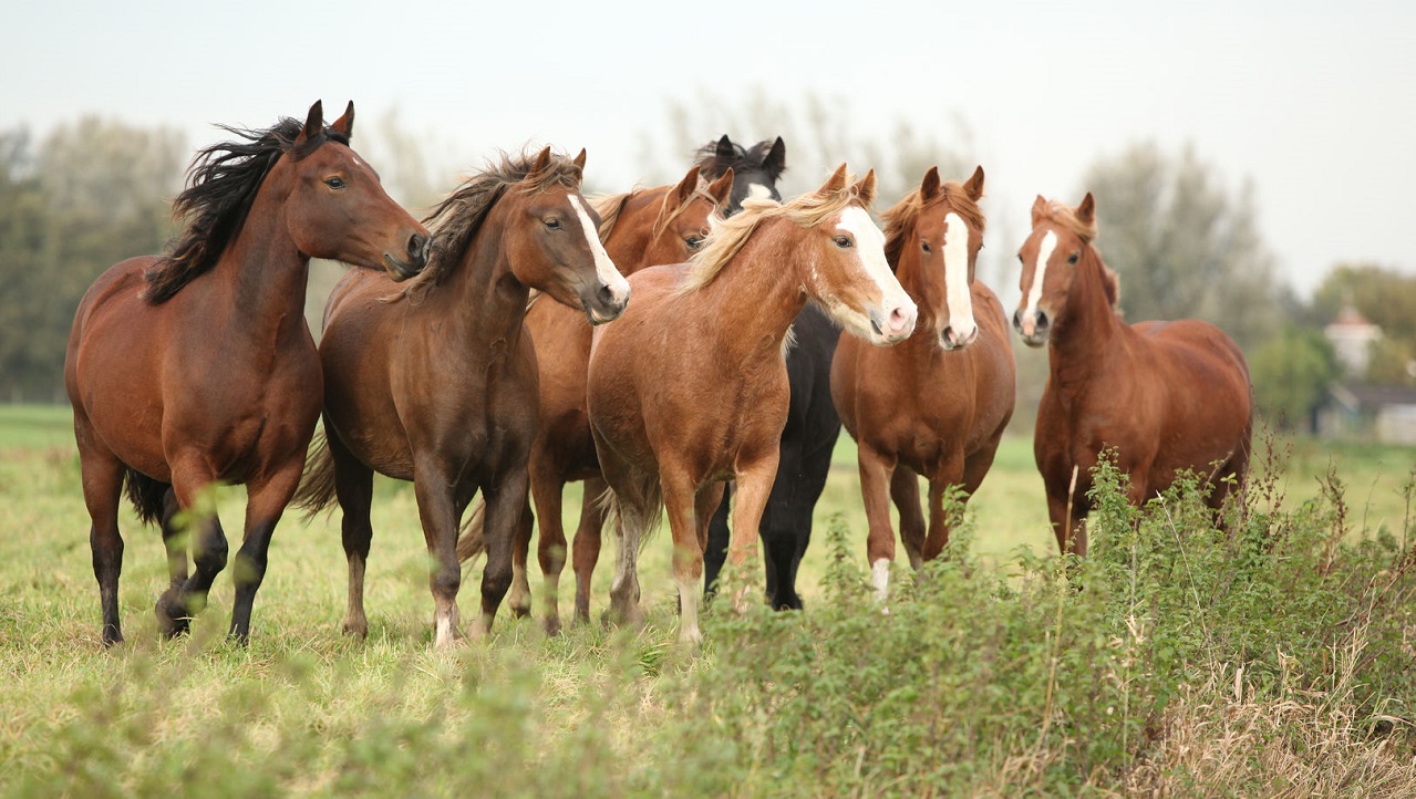 kudde paarden - Zuzule via Shutterstock