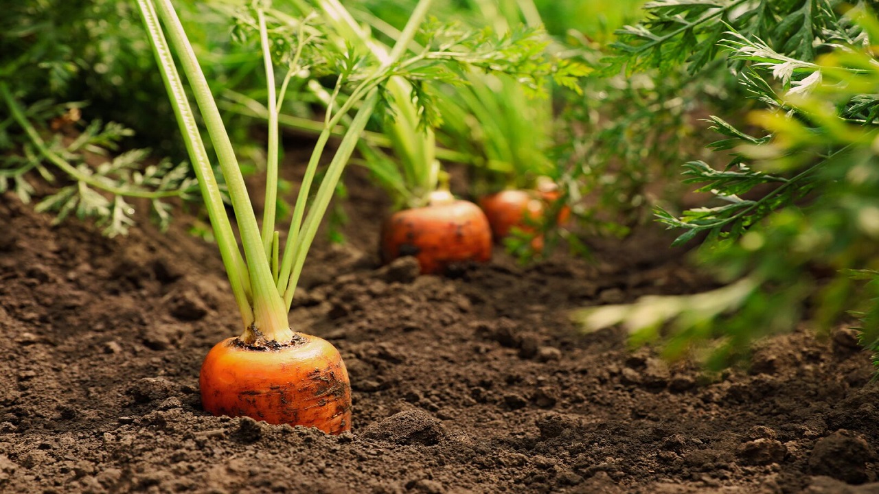 Rijpe wortels in de grond - New Africa via Shutterstock