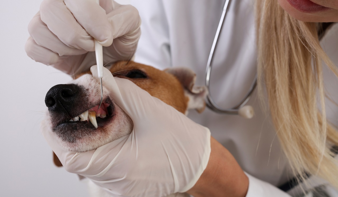 Dierenarts controleert gebit van een hond - Albina Gavrilovic via Istock