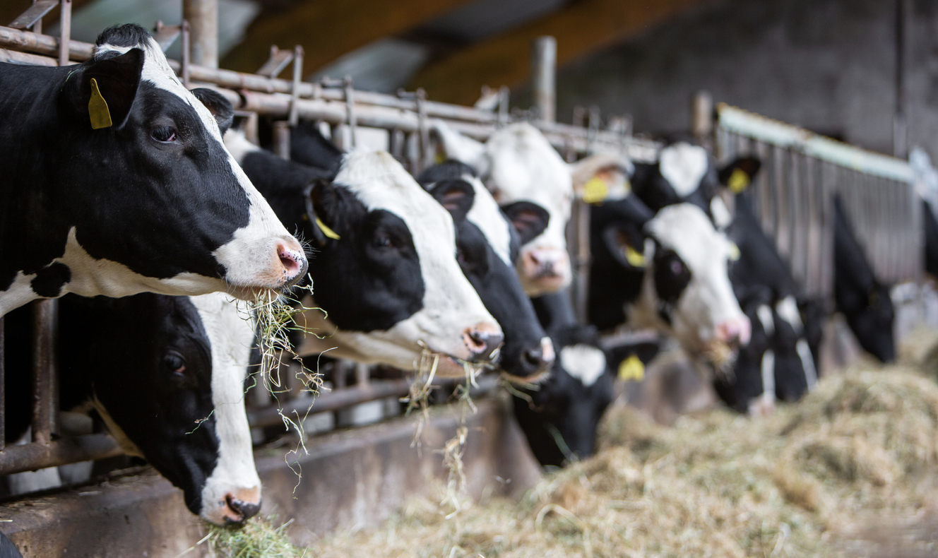 Black and white spotted cows feed on hay inside dutch farm in holland, ahavelaar via iStock