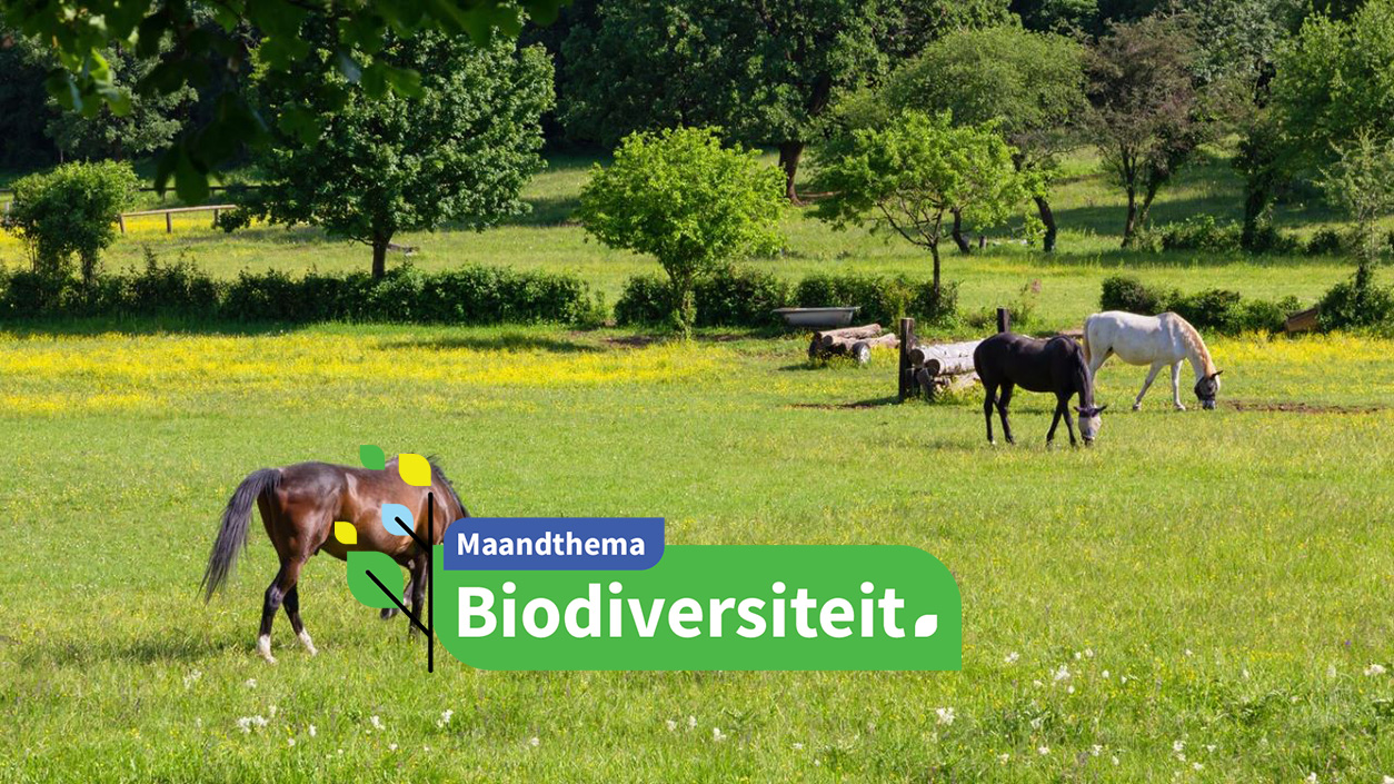 Paarden in een veld in een hippisch centrum - Emmerci74 via Istock