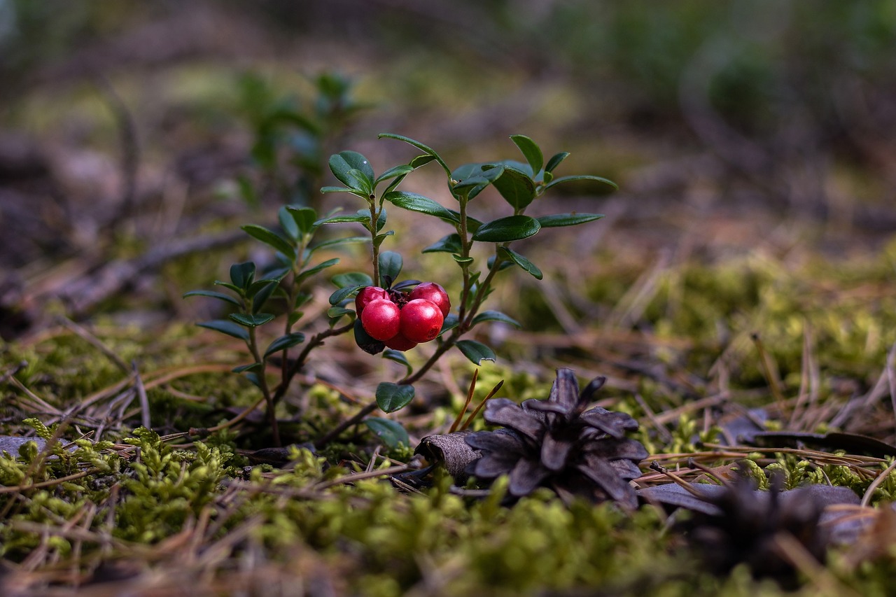 Cranberryplantje - fotoblend via Pixabay