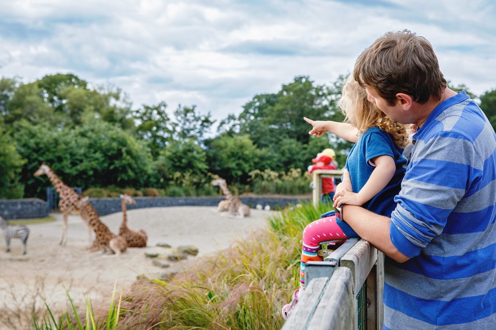 Cute adorable toddler girl and father watching and feeding giraffe in zoo. Happy baby child, daughter and dad, family having fun together with animals safari park on warm summer day. Ireland, romrodinka via iStock