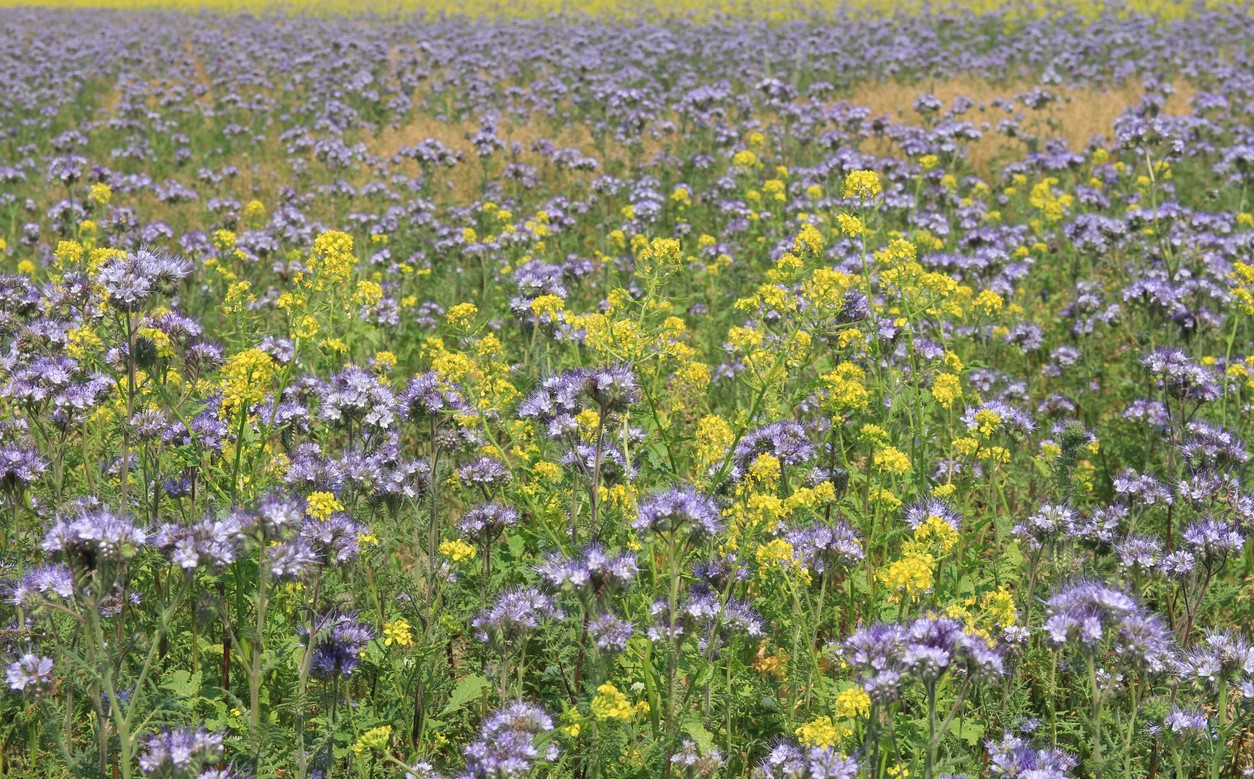 Groenbemestermengsel Phacelia en koolzaad op akker - Angelique Nijssen via iStock