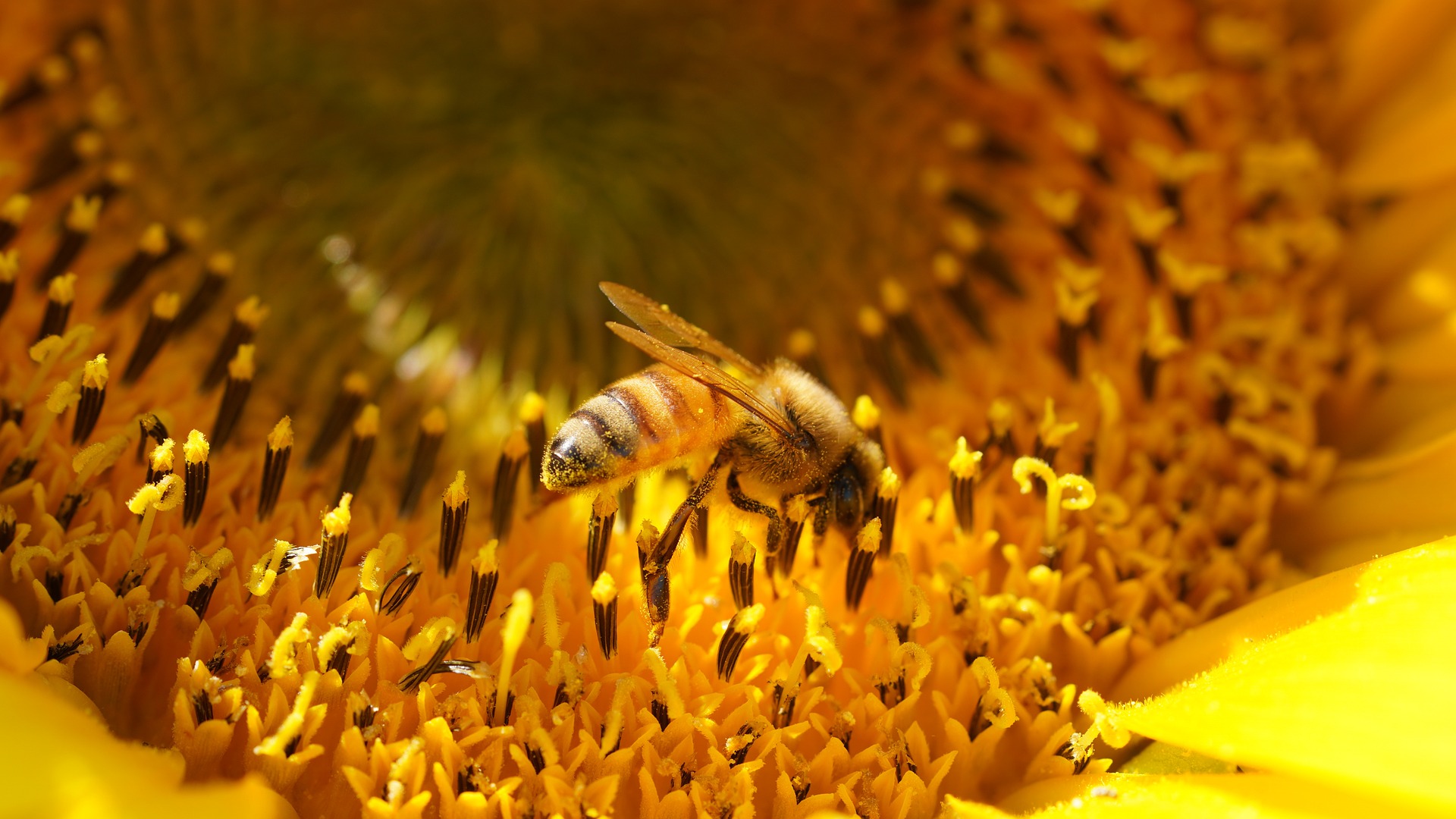 Honingbij op bloem - Myléne via Pixabay