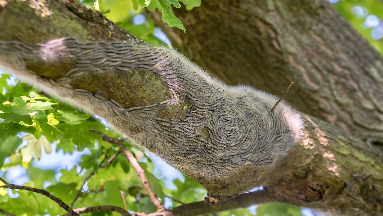 Groot nest van de eikenprocessierups in processie op een eikenboom - Ralf Geithe via Istock