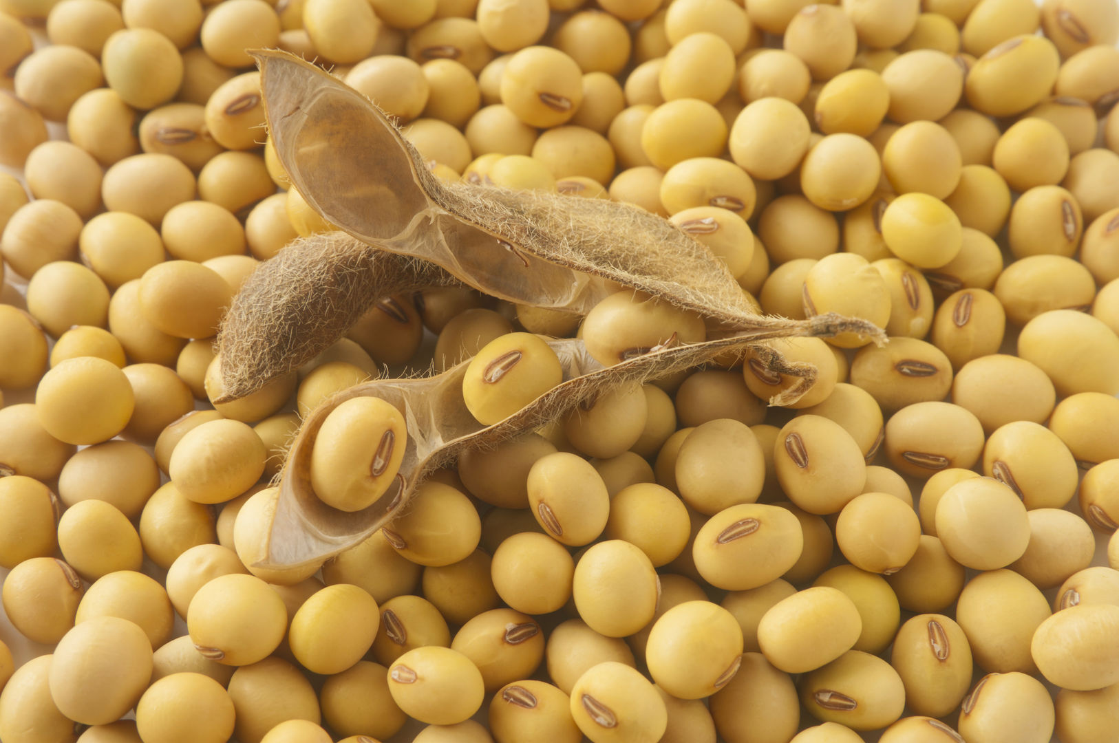 Soja Paul plantaardige eiwitbron - health food-soybean via Shutterstock