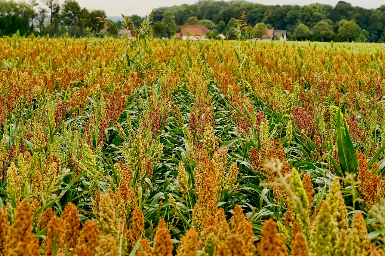 Veld met sorghum - Image by Sabine from Pixabay