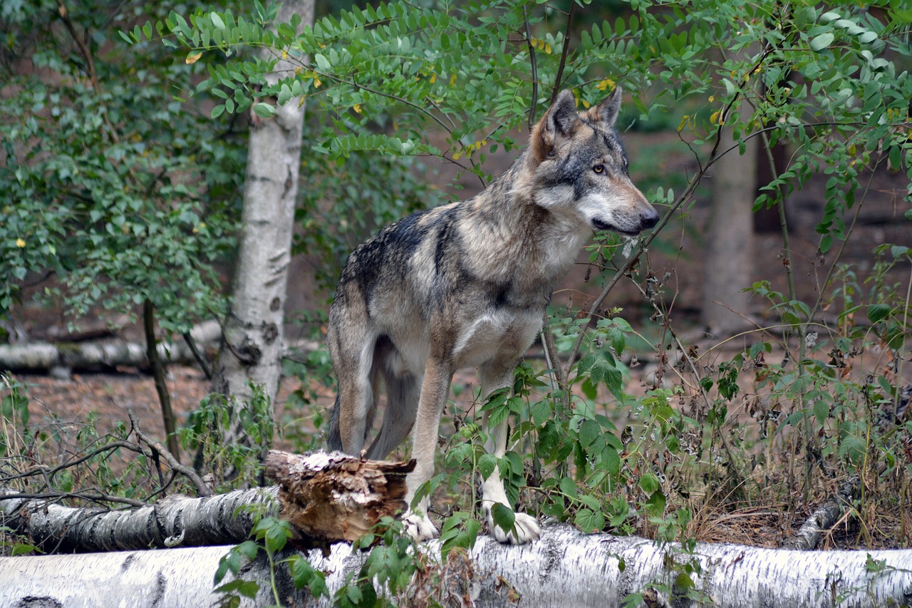 Wolf in het bos - Insa Osterhagen via Pixabay