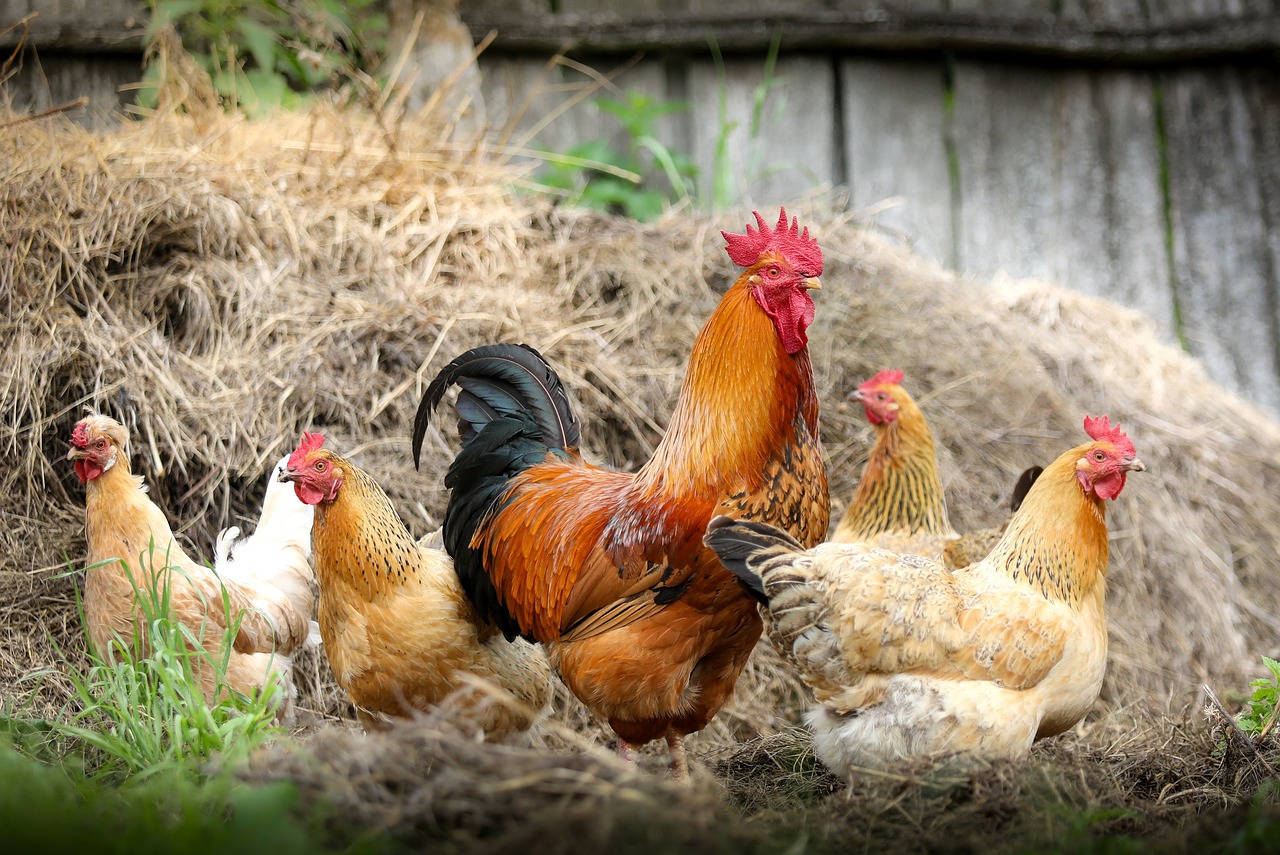 Kippen en haan buiten particulier - klimkin via Pixabay