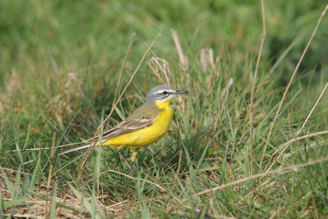 Gele kwikstaart in gras - Annemarie Loof