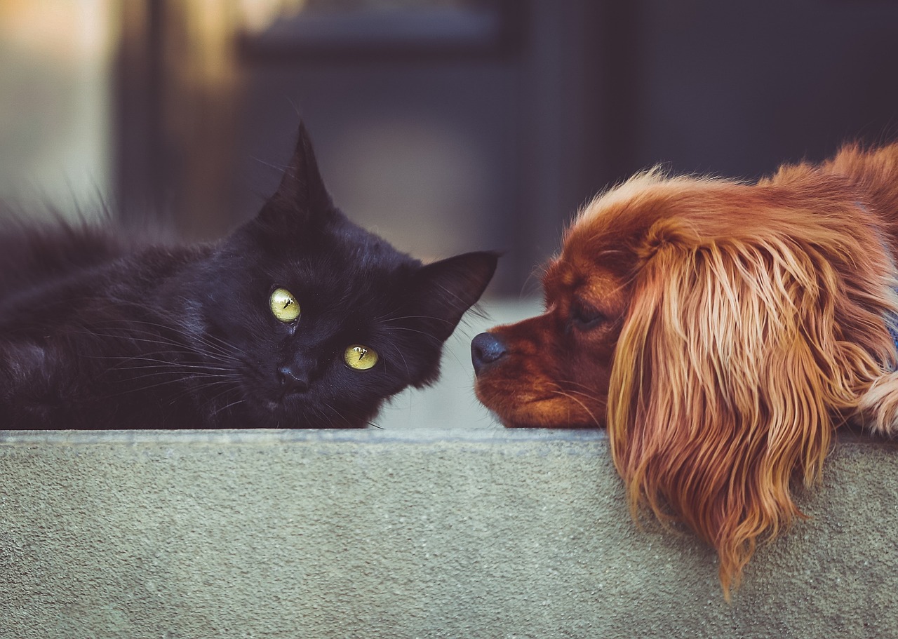 hond en kat op muur - StockSnap via Pixabay