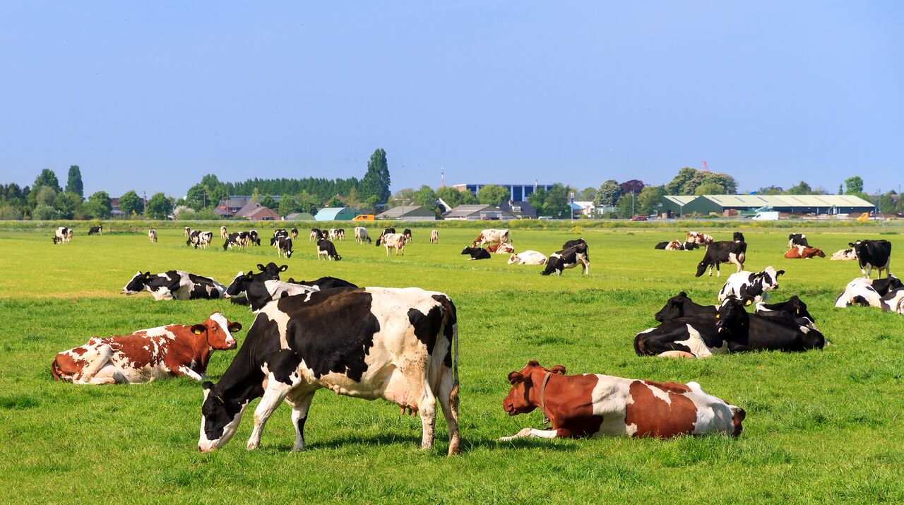 Cows (Holstein Friesians, Bos Taurus) grazing in a beautiful green meadow under a blue sky in spring in the Netherlands - Dennis van de Water via shutterstock