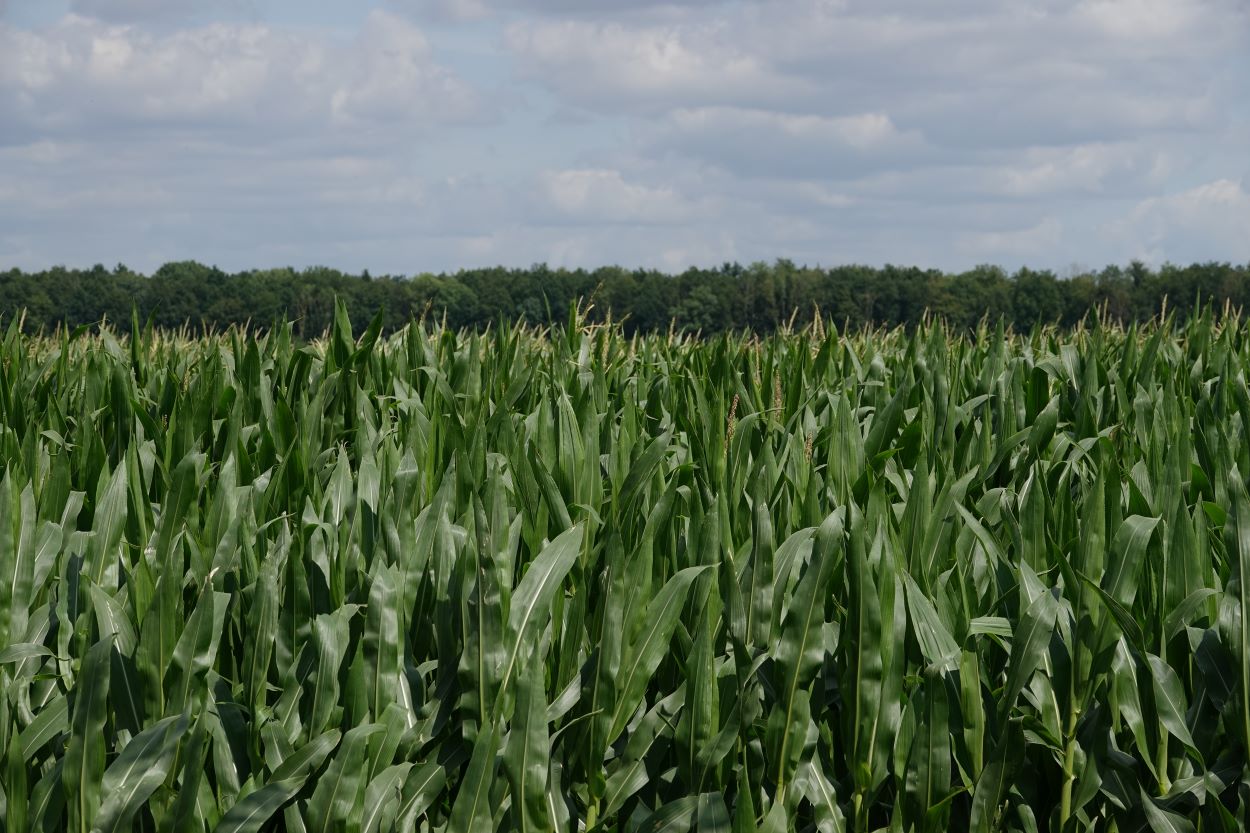 Vakinformatie voor de akkerbouwer - Groen Kennisnet