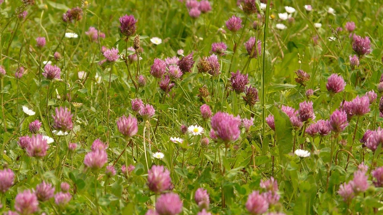 grasveld met rode klaver - Hans via Pixabay