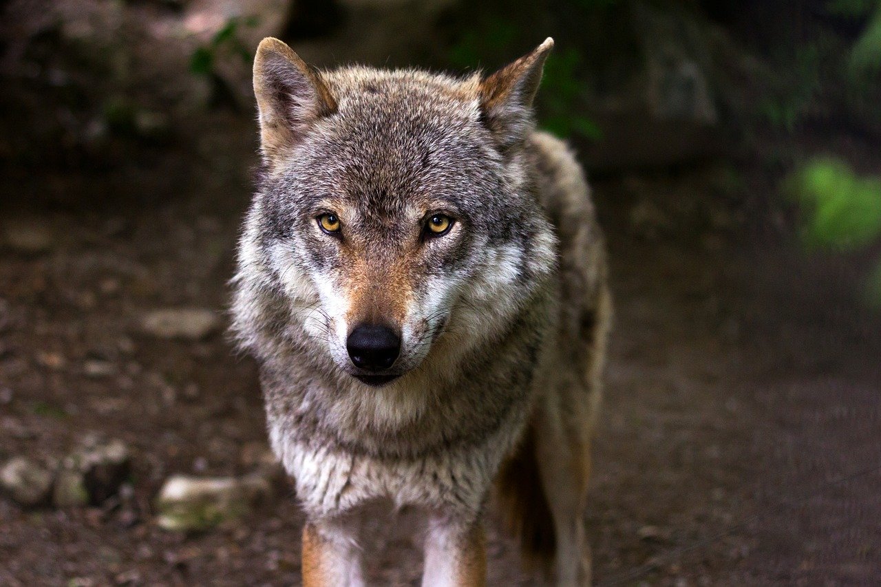Wolf - raincarnation40 via Pixabay