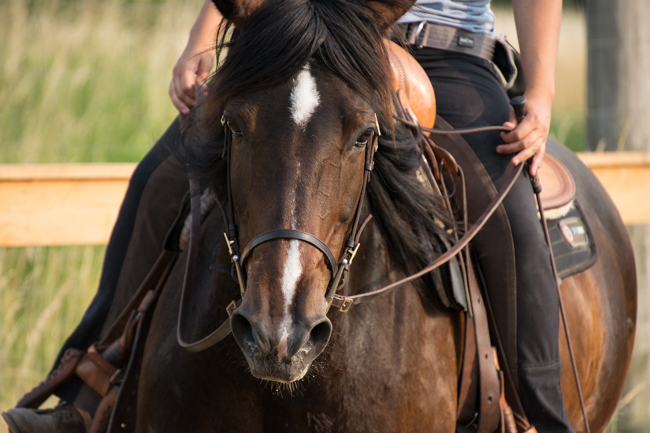 Paard training - RebeccasPictures via Pixabay