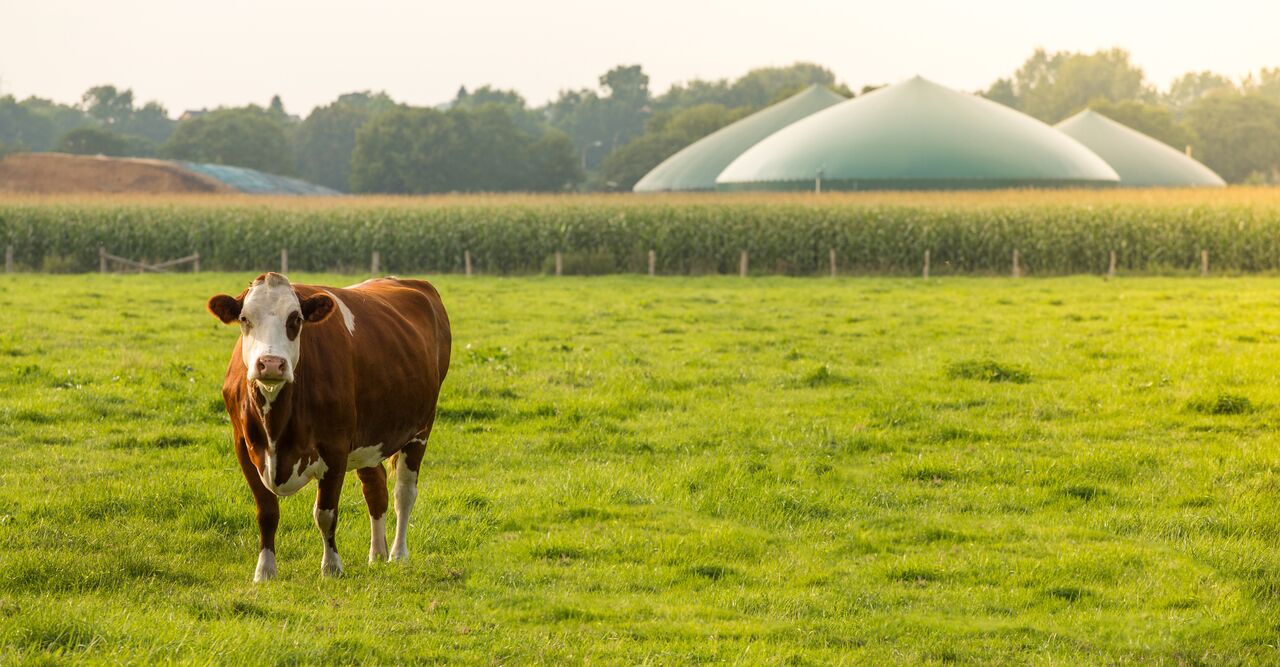 Biogas koe