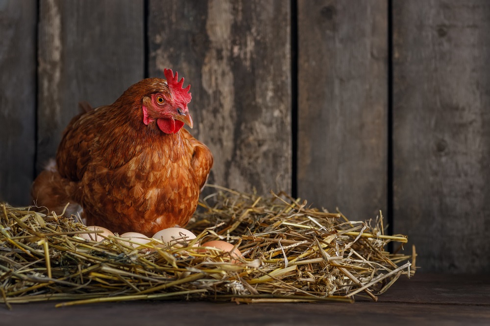 Hen laying eggs in nest of hay inside chicken coop, Alter_photo via iStock