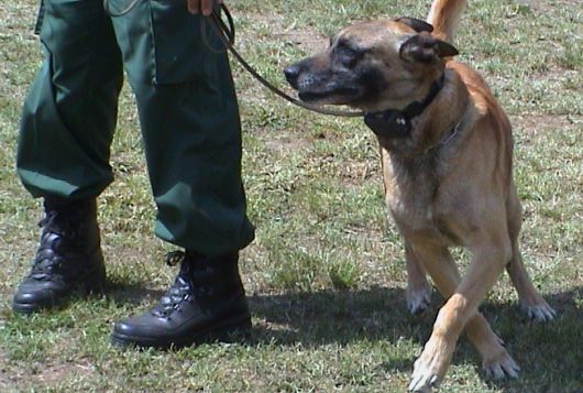 Korting klasse Eeuwigdurend Gebruik van stroomhalsbanden bij honden verboden vanaf 1 juli 2020 -  Dierenwelzijnsweb